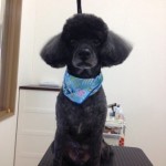 プードル　カール君２６７